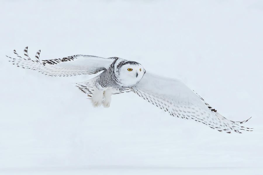 Snowy Owl In Flight Photograph by CR Courson
