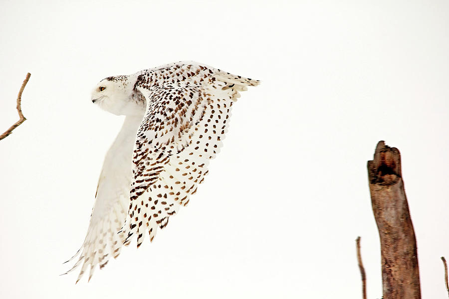 Snowy Owl In Flight Photograph by Debbie Oppermann