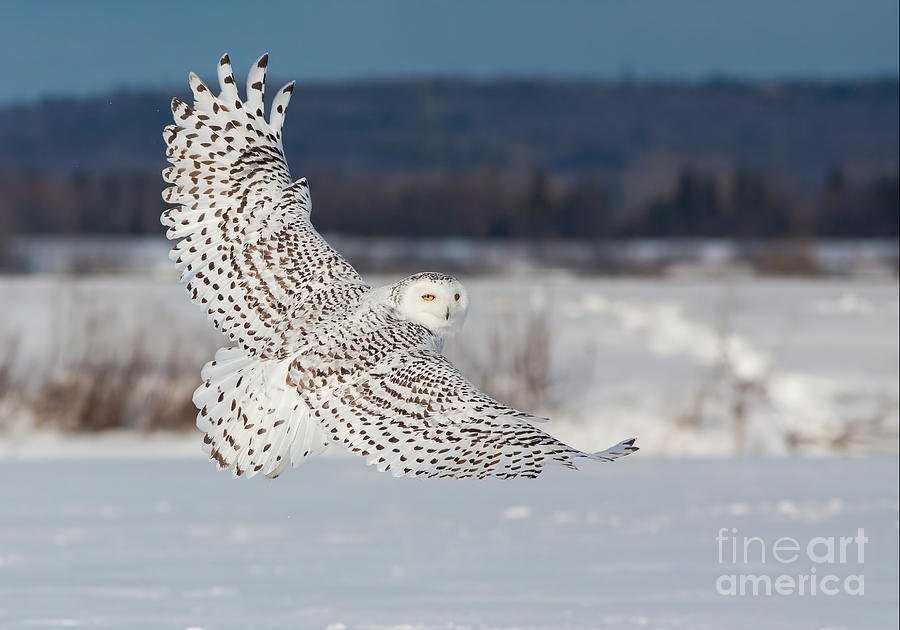 Snowy Owl in flight Photograph by Mircea Costina Photography