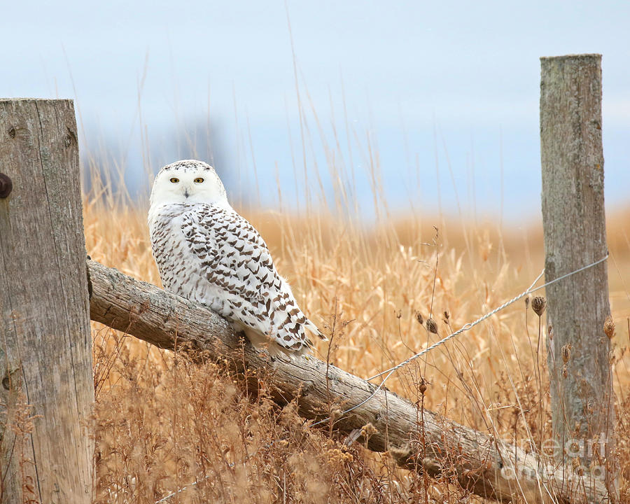 Owl Photograph - Snowy owl in golden fields by Heather King