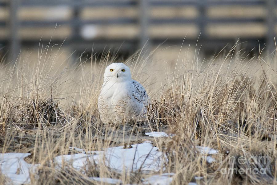 Snowy Owl in Sand Dunes Photograph by Mary McAvoy