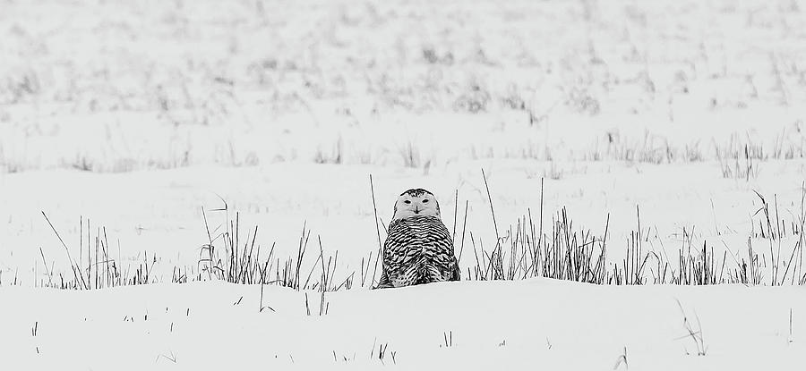 Owl Photograph - Snowy Owl in Snowy Field by Carrie Ann Grippo-Pike