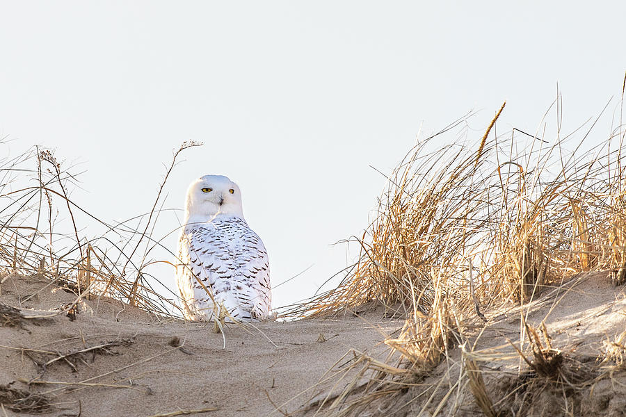 Snowy Owl in the Dunes Photograph by Denise Kopko