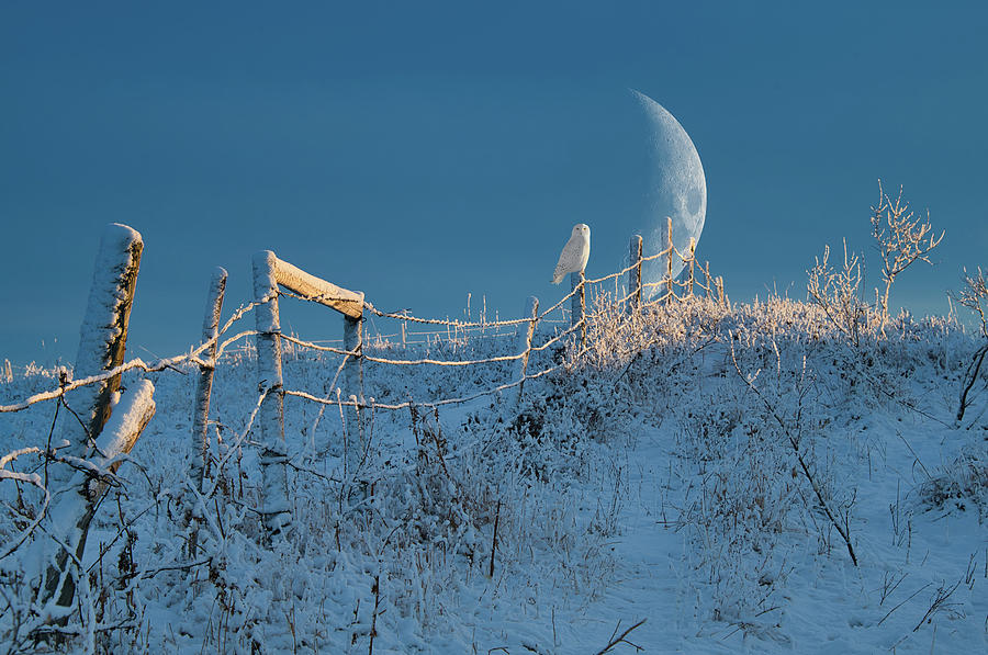 Sunset Photograph - Snowy Owl In the Moonrise by Phil And Karen Rispin