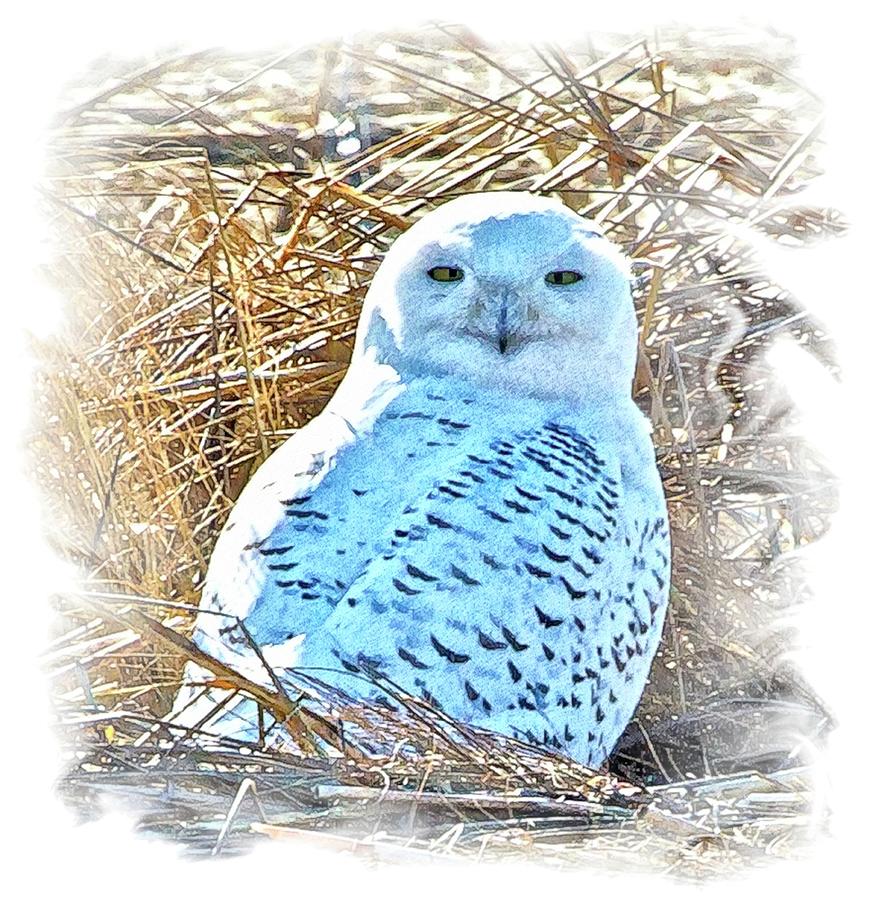 Snowy Owl In Thicket Frame 1 Photograph by Constantine Gregory