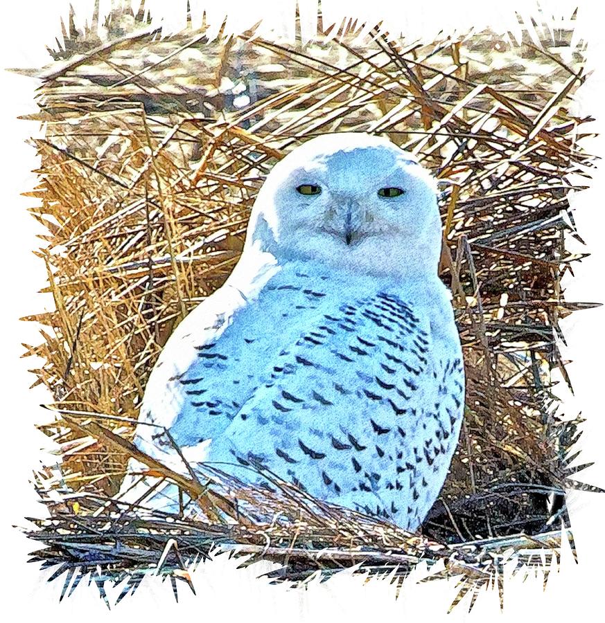 Snowy Owl In Thicket Frame 2 Photograph by Constantine Gregory