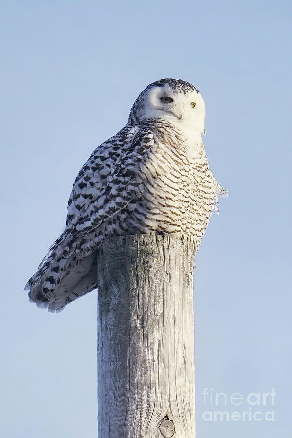 Snowy Owl in Toronto Photograph by Charline Xia