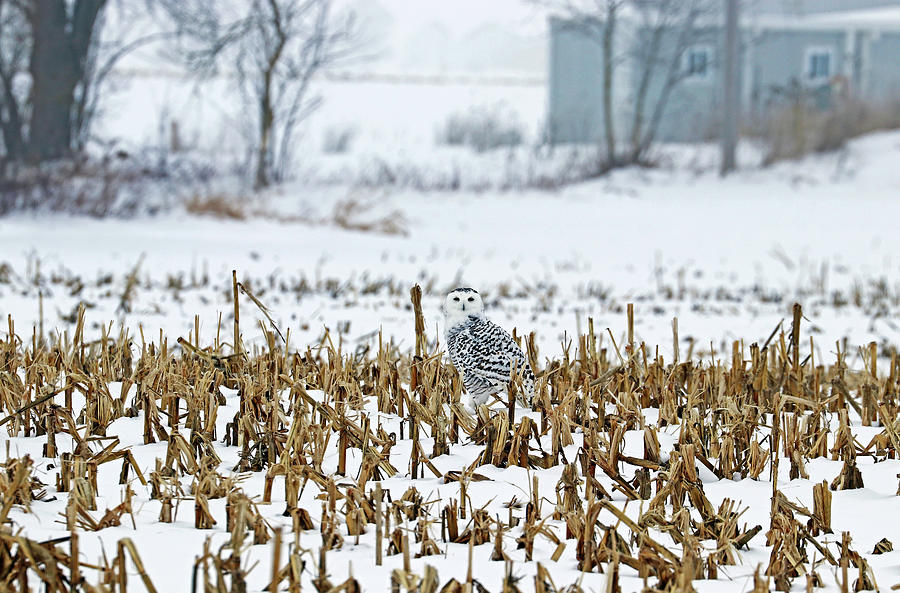 Snowy Owl In Winter Corn Field Photograph by Debbie Oppermann