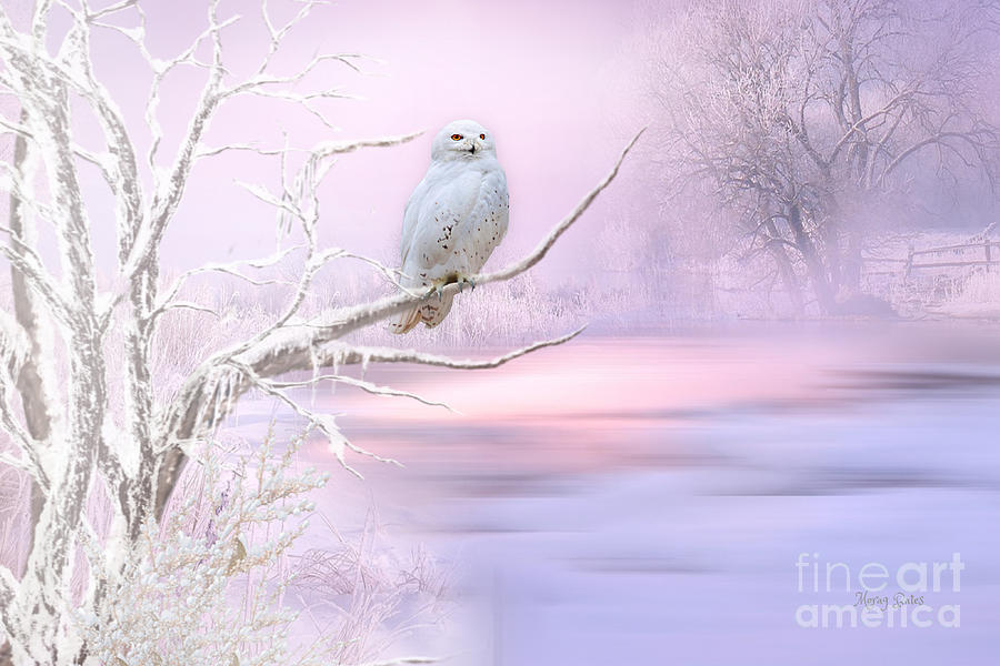 Snowy Owl in Winter Mixed Media by Morag Bates