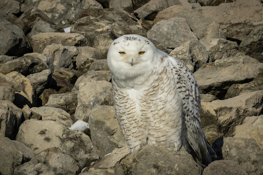 Snowy Owl  Photograph by Jack R Perry