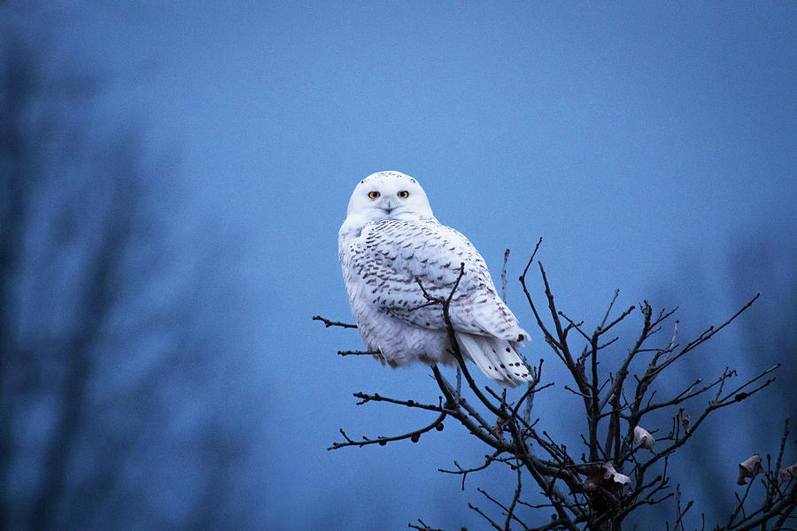 Winter Photograph - Snowy Owl by Jackie Novak