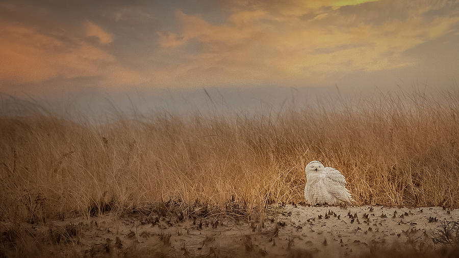 Snowy Owl Photograph by JBK Photo Art