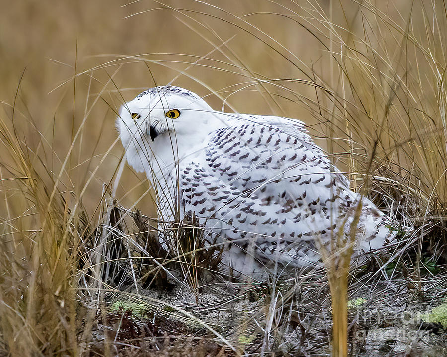 Snowy Owl Photograph by Jim Gillen