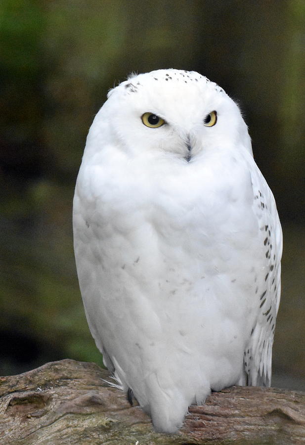 Snowy Owl Photograph by Jim Spencer - Fine Art America