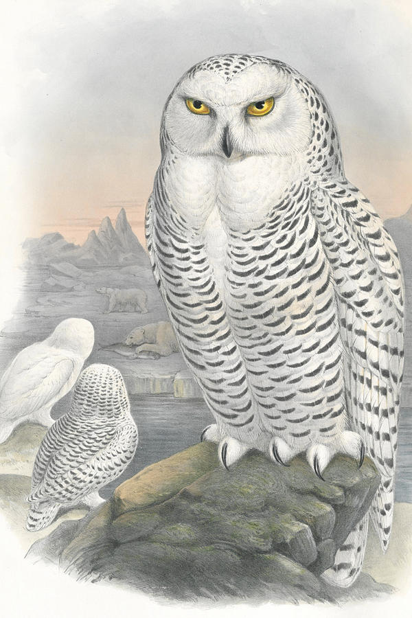 Snowy Owl. John Gould Drawing by World Art Collective