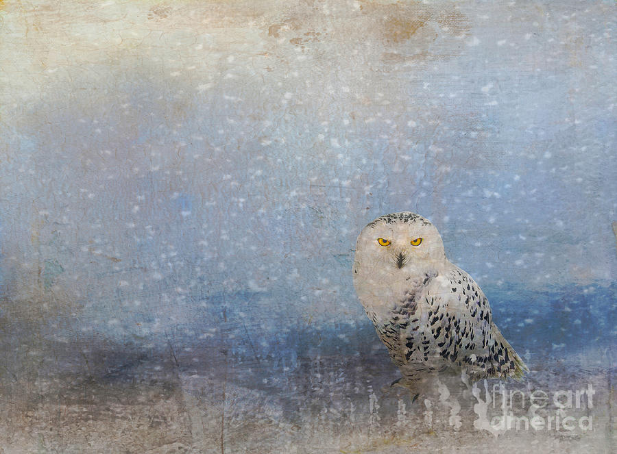 Snowy Owl Digital Art by Judi Bagwell