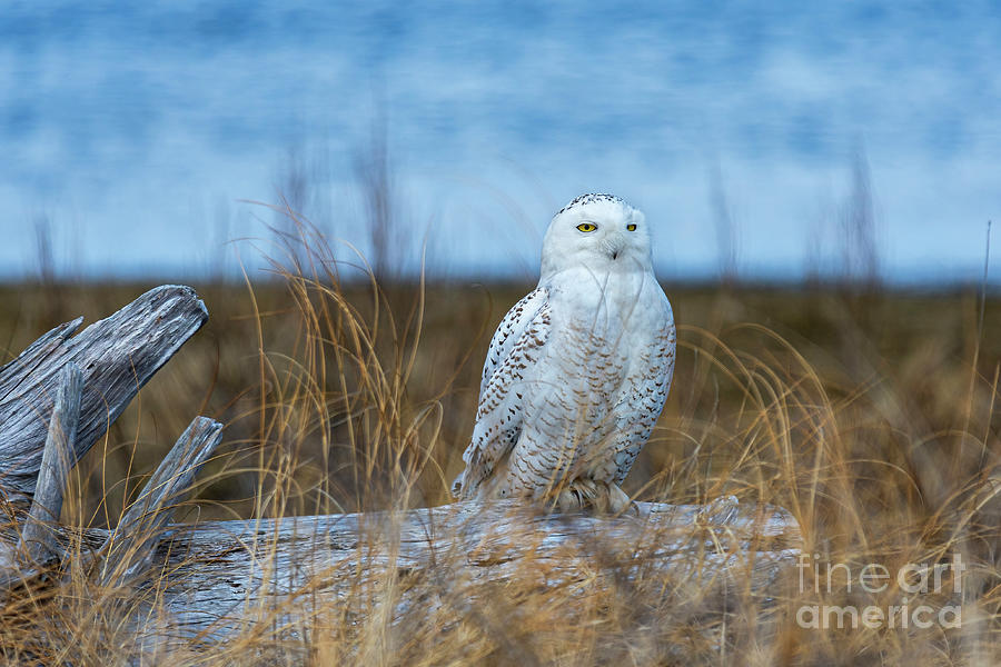Snowy Owl Kicking It After a Long Day Photograph by Ilene Hoffman