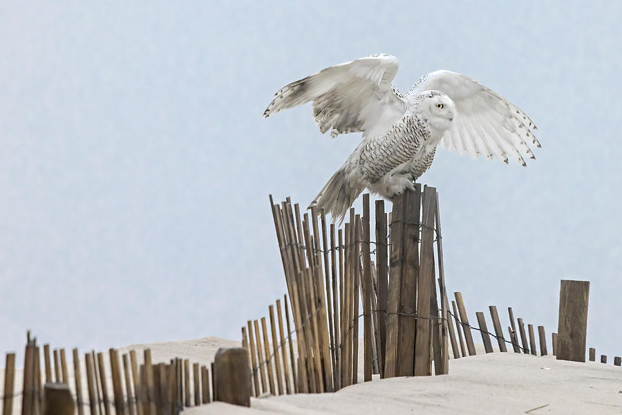 Snowy Owl Landing II Photograph by Susan Candelario