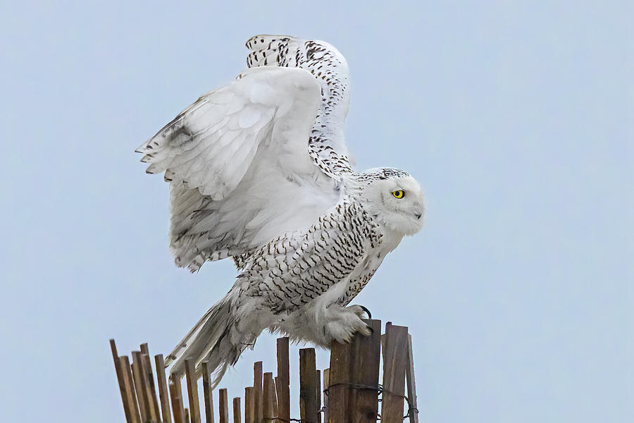 Snowy Owl Landing Photograph by Susan Candelario