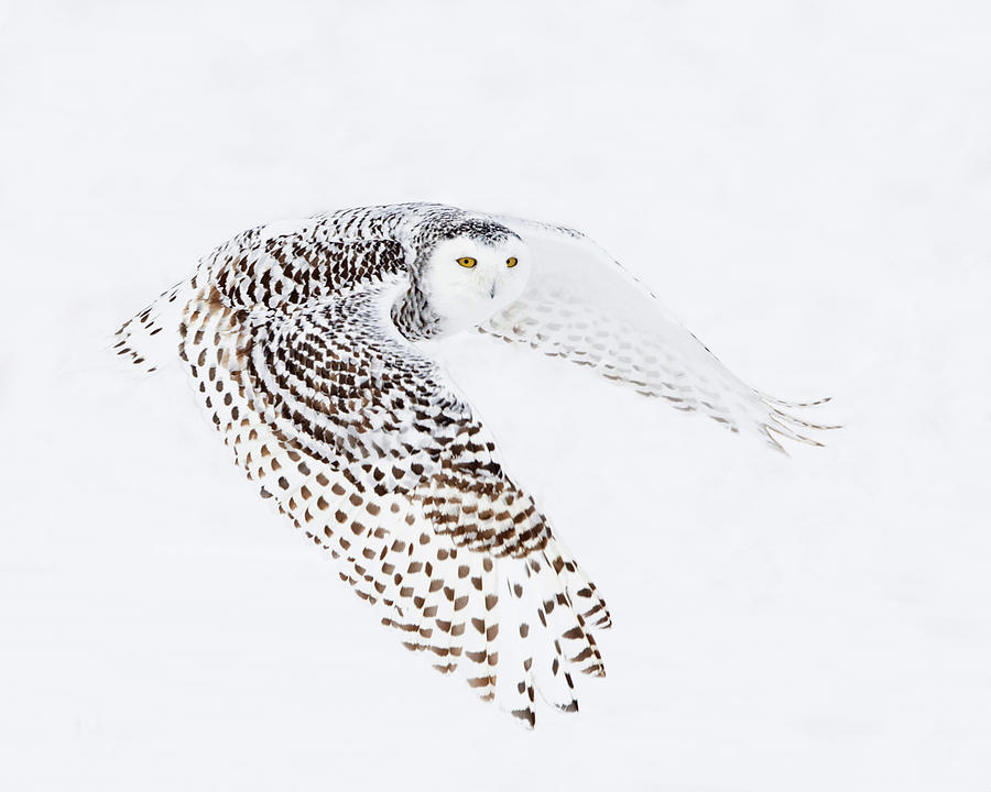 Snowy Owl Launching Photograph by CR Courson