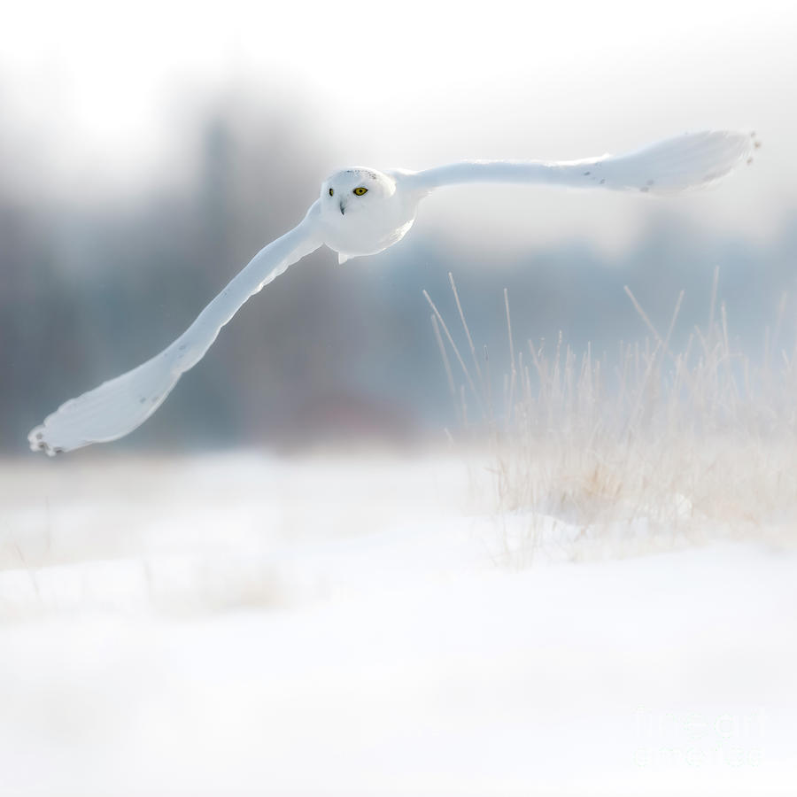 Snowy owl lift off Photograph by Rudy Viereckl