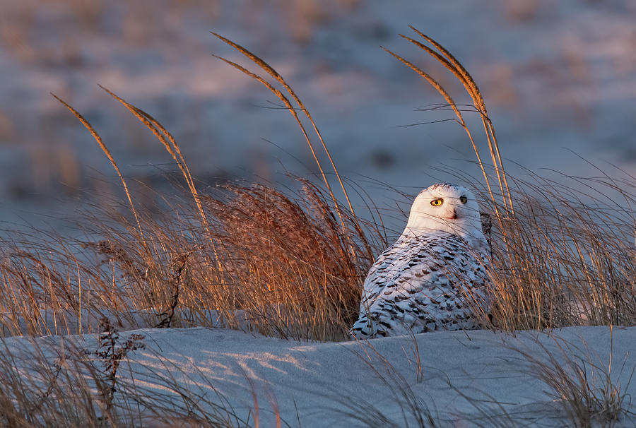 Snowy Owl Look-Back Photograph by Scott Miller