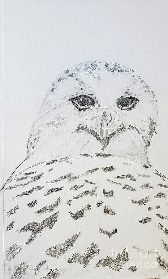 Snowy Owl Drawing by Mary Capriole