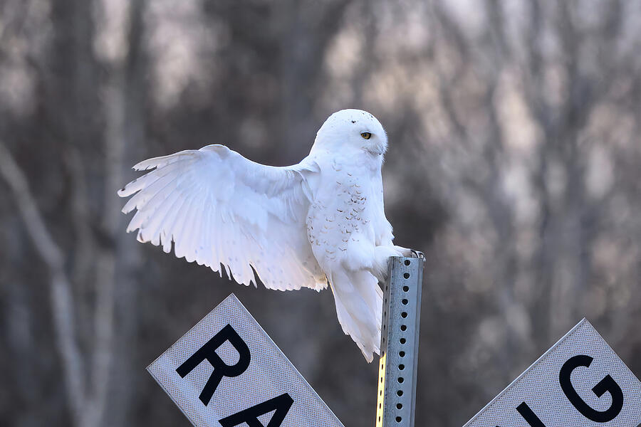 Bird Photograph - Snowy Owl Nails Landing by Julie Barrick