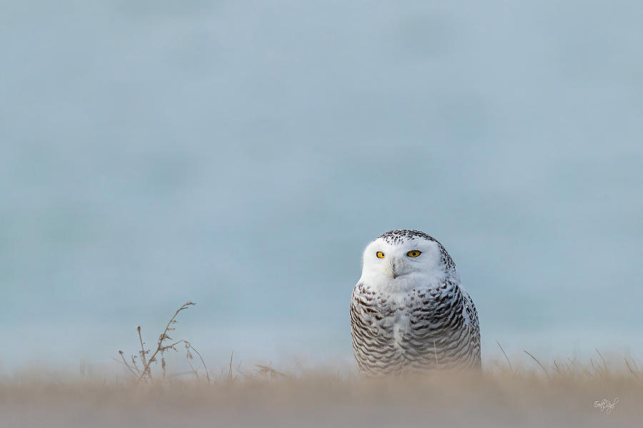 Snowy Owl On Blue II Photograph by Everet Regal