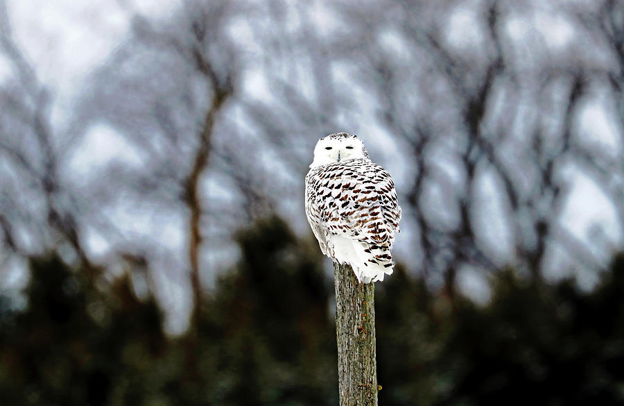 Snowy Owl On Fence Post Photograph by Debbie Oppermann