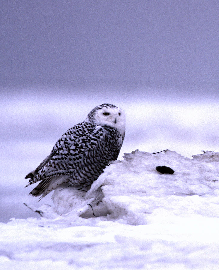 Snowy Owl on ice Photograph by David Jennings Snowy Owl on ice Photograph by David Jennings