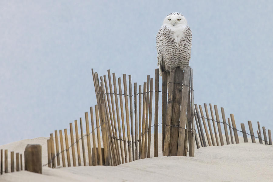 Snowy Owl On Snow Fence Photograph by Susan Candelario