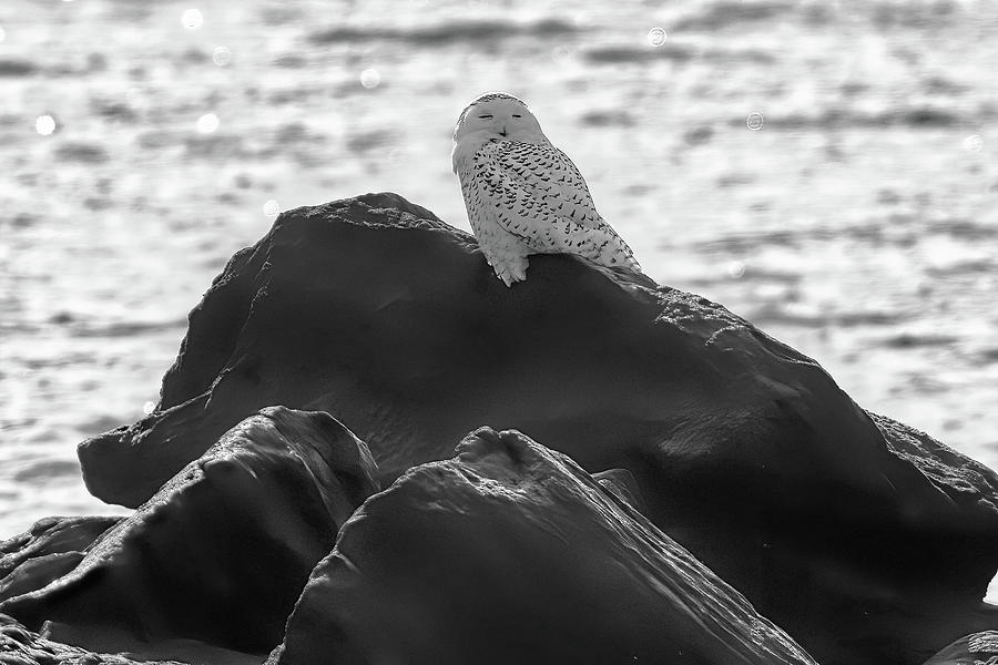 Recent Photograph - Snowy Owl On The Rocks . . . .say Yes by Geraldine Scull Recent Photograph - Snowy Owl On The Rocks . . . .say Yes by Geraldine Scull