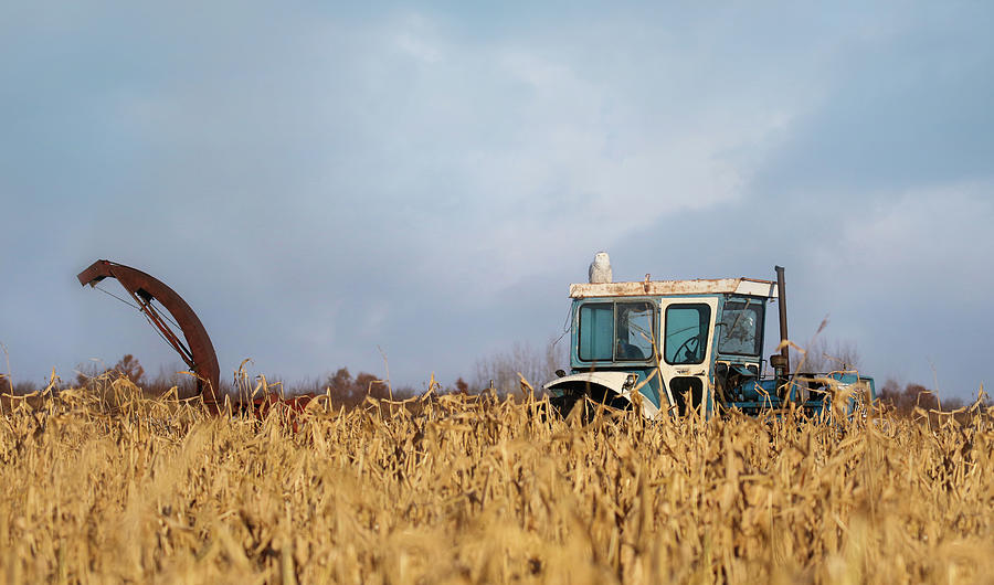 Snowy Owl On Tractor PANO Photograph by Brook Burling