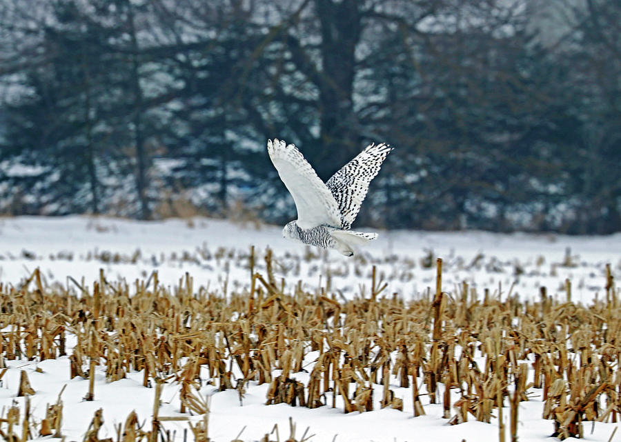 Snowy Owl Over The Winter Corn Field Photograph by Debbie Oppermann