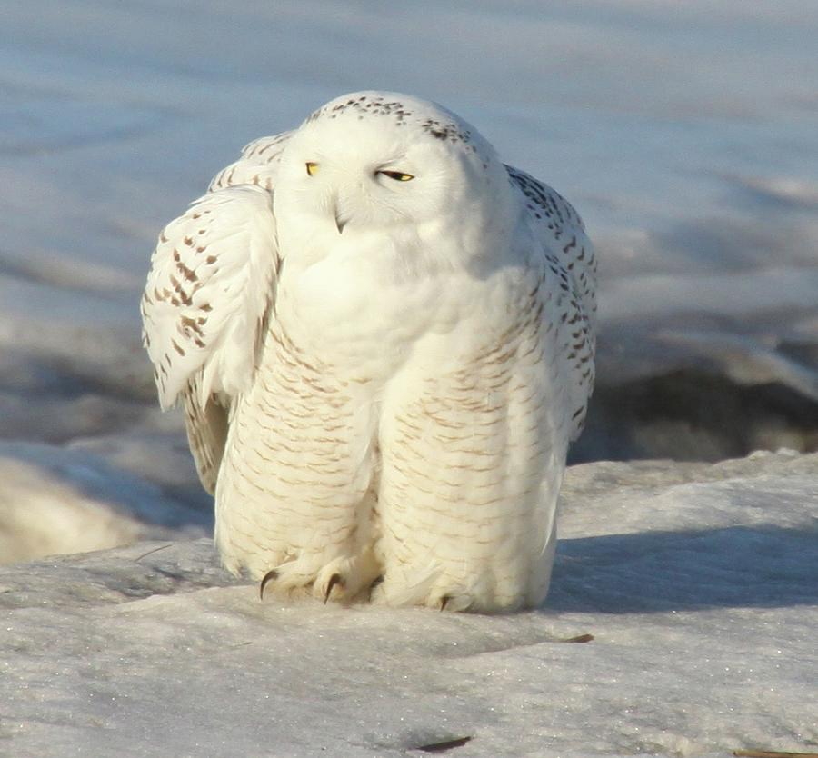 Snowy Owl Photograph by Pamela Straube - Fine Art America