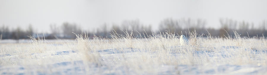 Snowy Owl PANO Photograph by Brook Burling