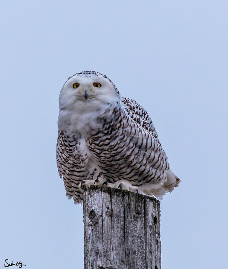 Snowy Owl Photograph by Paul Schultz