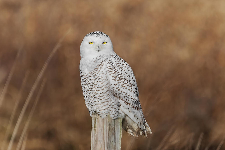 Snowy Owl Perched Photograph by Benway-Blanchard Images | Fine Art America