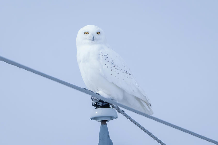 Snowy Owl Perched  Photograph by Julie Barrick