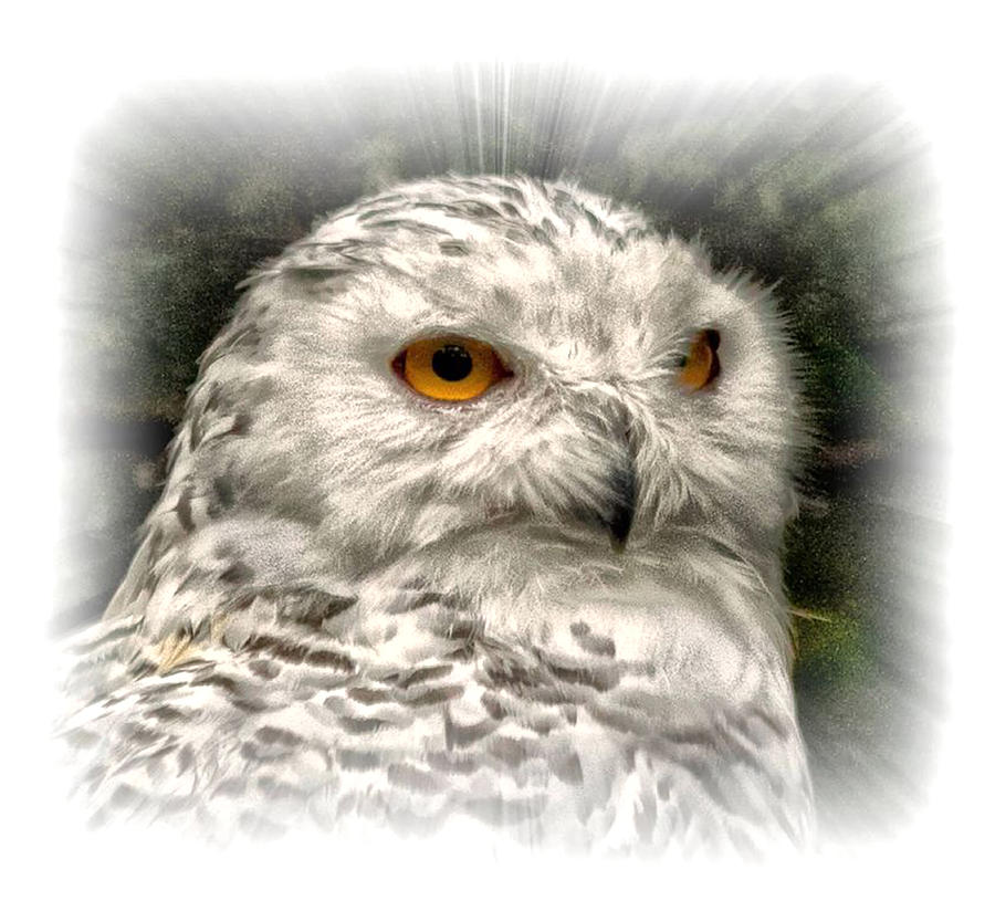 snowy Owl Portrait Photograph by Constantine Gregory