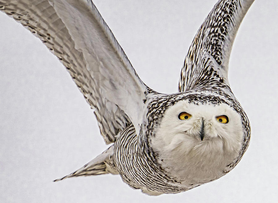 Snowy Owl Portrait Photograph by Paul Brooks