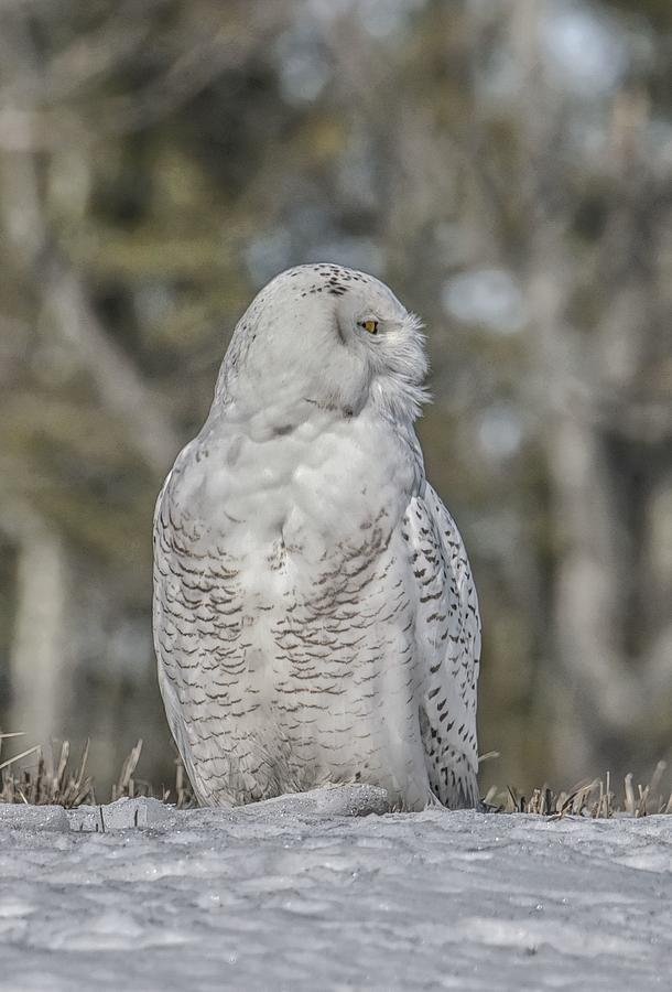 Snowy Owl Profile 2456 Photograph by Robert Hayes - Fine Art America