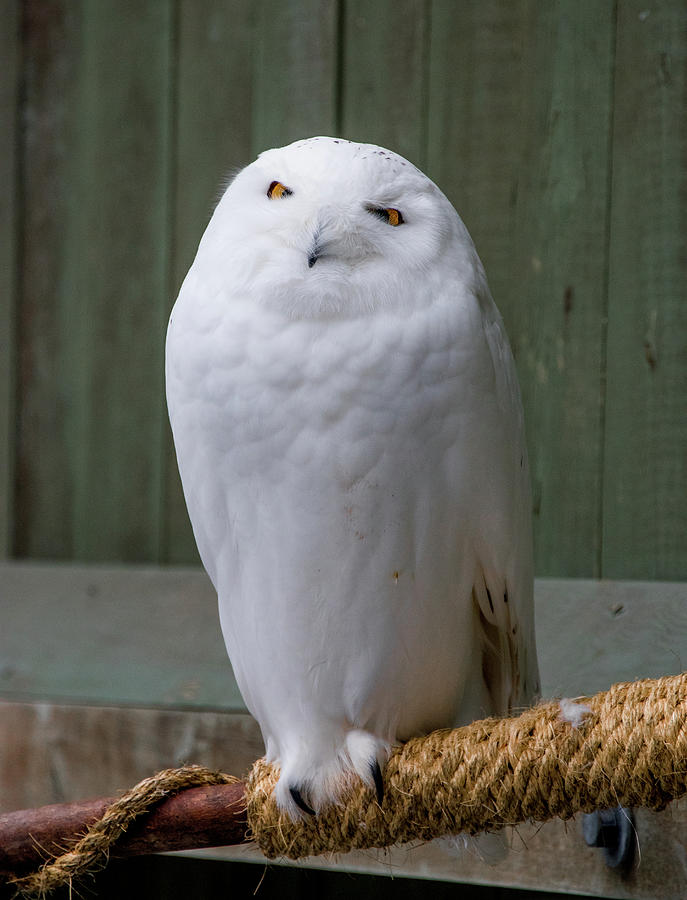 Snowy Owl Photograph by Sally Cooper