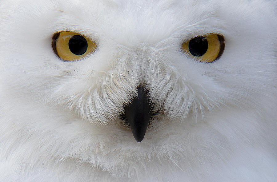 Snowy Owl Photograph by Sam Kirk
