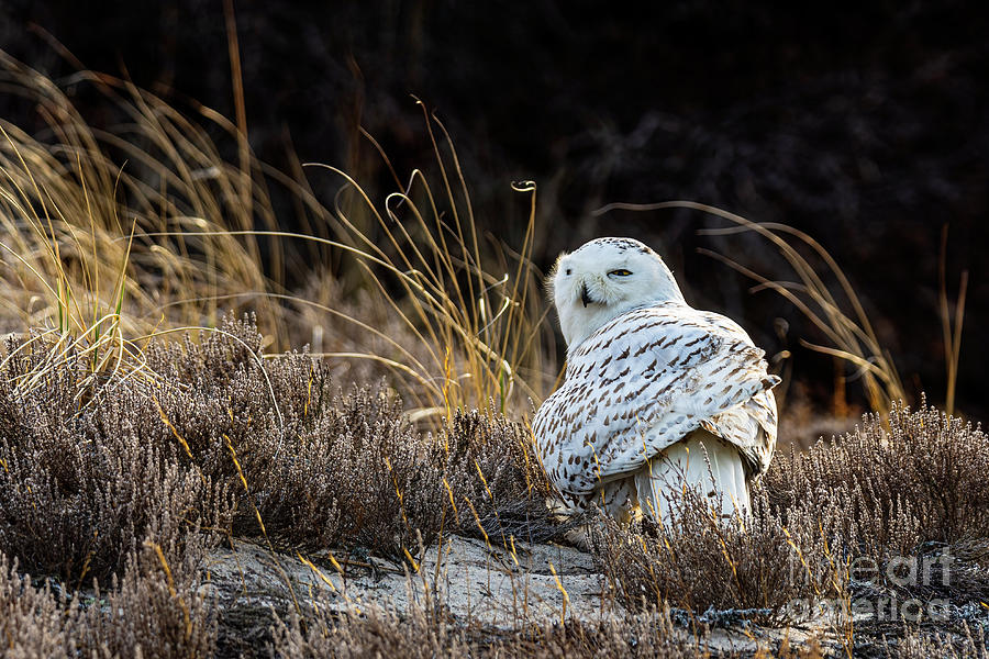 Snowy Owl says Say That Again Photograph by Ilene Hoffman