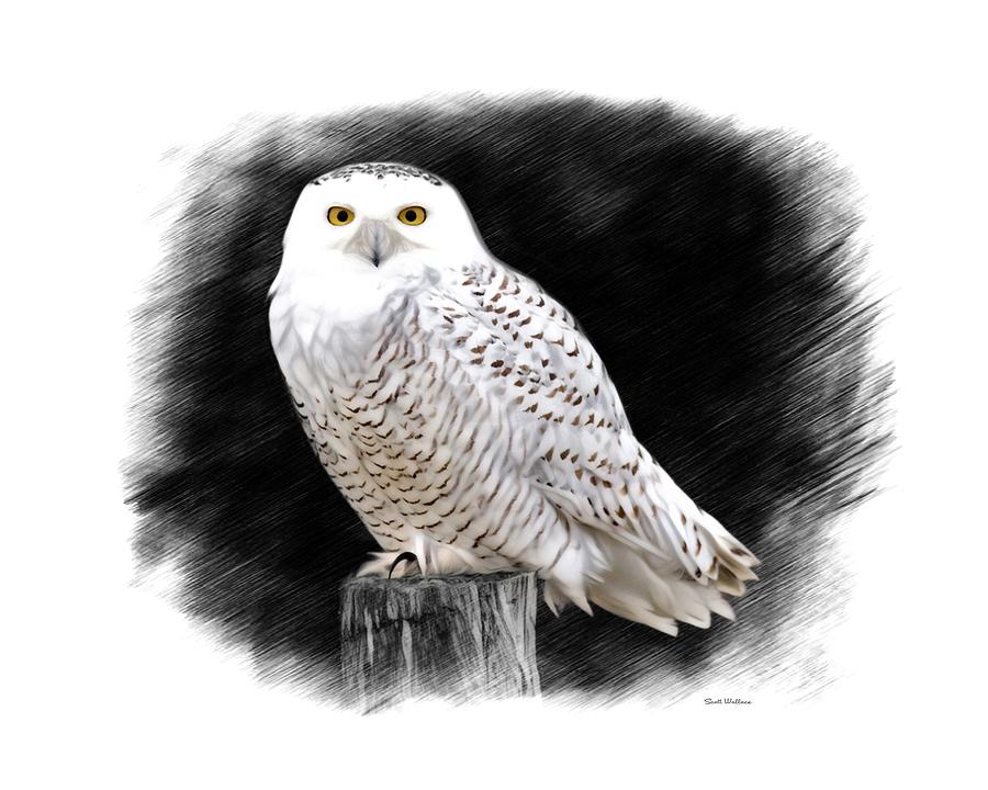 Snowy Owl Sketch Digital Art by Scott Wallace Digital Designs