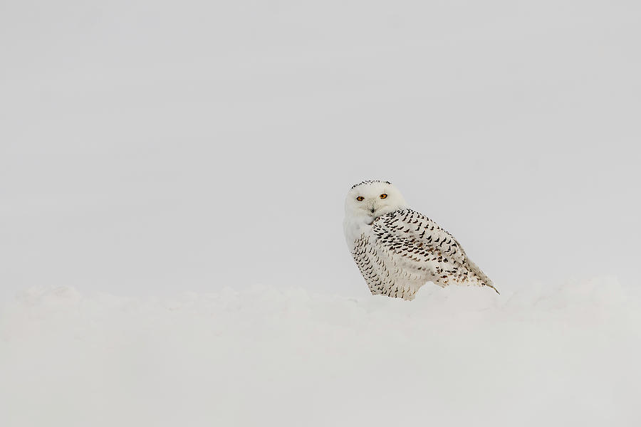 Snowy Owl - Snowbank Photograph