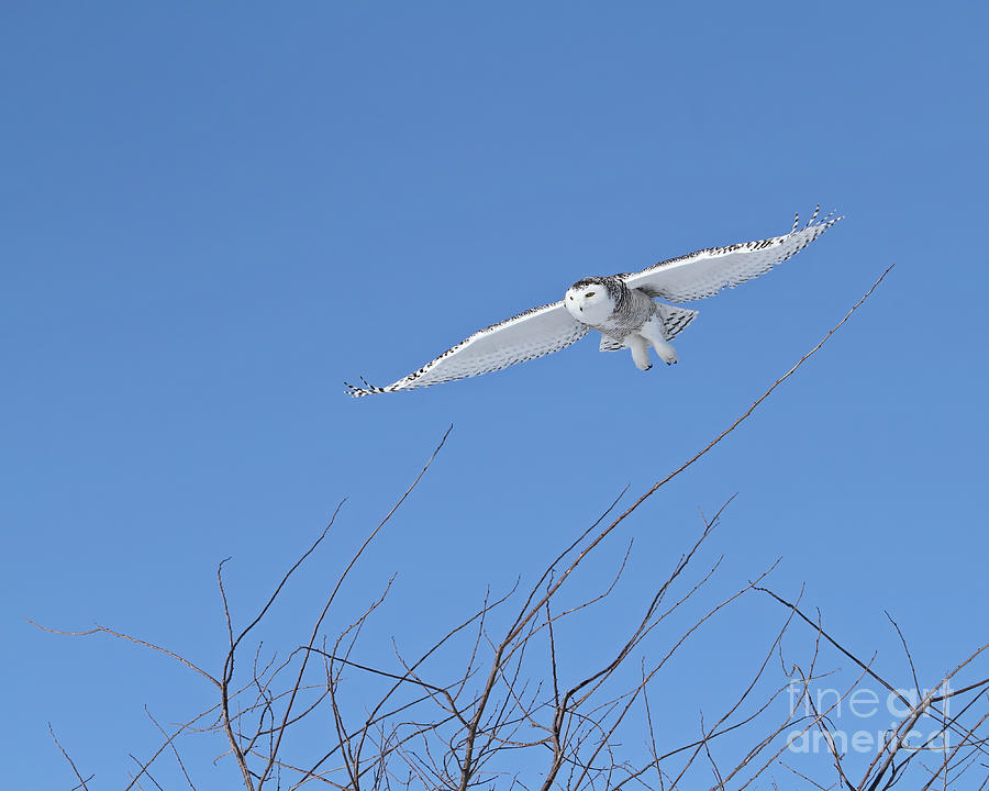 Snowy owl soaring high Photograph by Heather King