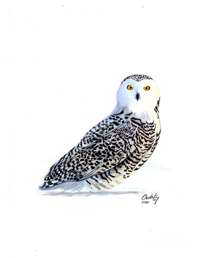 Snowy Owl Mixed Media by Stephen Oosterling